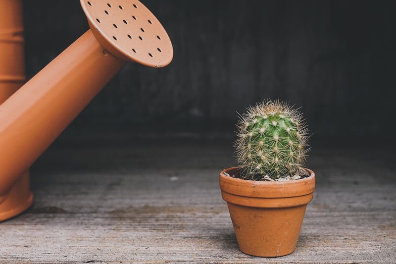 potted plants